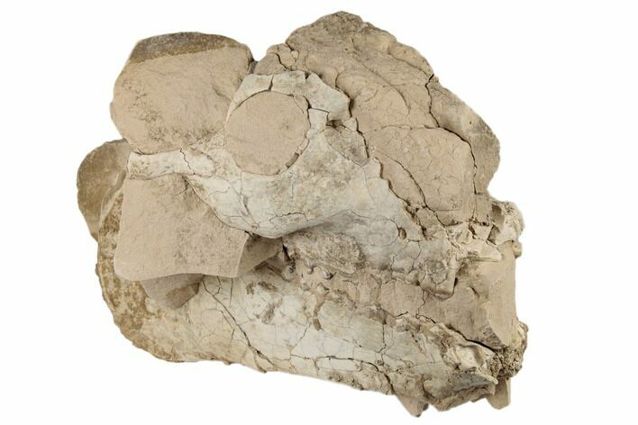 Partial, Unprepared Oreodont (Merycoidodon) Skull - South Dakota #192512